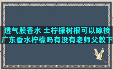 透气膜香水 土柠檬树根可以嫁接广东香水柠檬吗有没有老师父教下